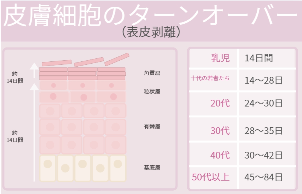 ターンオーバーについて