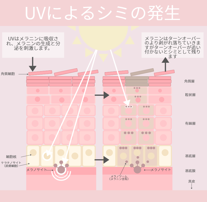 UVによるシミの発生とターンオーバーの仕組み